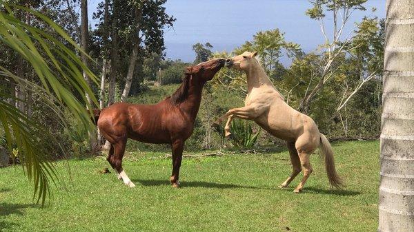 Kona Coffee Farm Horses: Free to roam the plantation, help other animals and keep the weeds down. -Buddha's Cup, Kailua- Kona, Hawaii