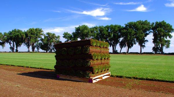 We offer sod in a number of varieties