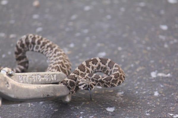 Baby Rattlesnake removed from a customers driveway