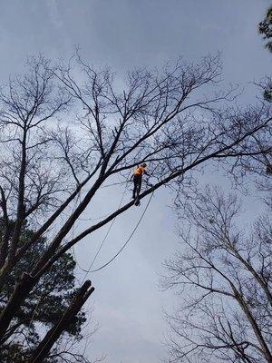 West Tree Service