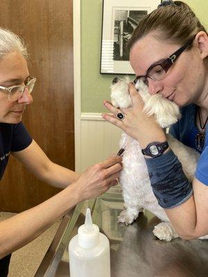 Wendy MacKinnon & Ashley Drawing blood from Lily for her yearly physical.