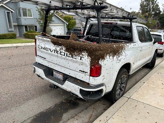 Bee swarm landing on a truck.