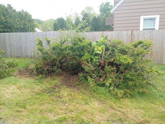 Bush Removal