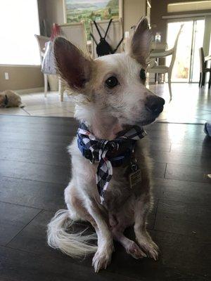 My dog few days after appt. He was finally sitting up and wagging his tail! His bare skin is also clearly not as red!