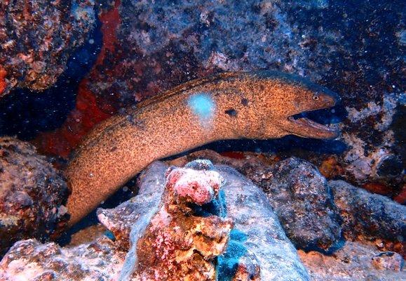 yellowhead moray