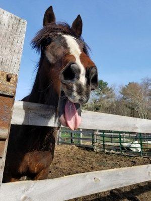 The Silverbrook Farm