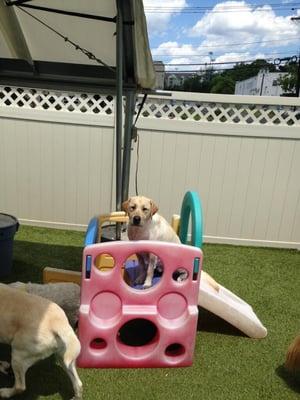 Jagger is king of the playhouse