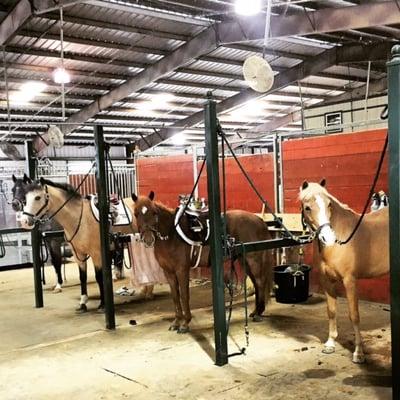 The Pony Posse waiting for their riders!