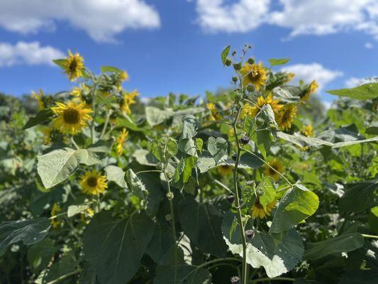 The Sunflower Stroll