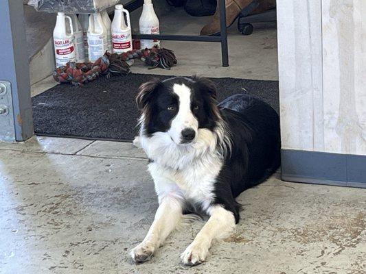 They have a cute puppy named Jack at the store and he's super friendly!