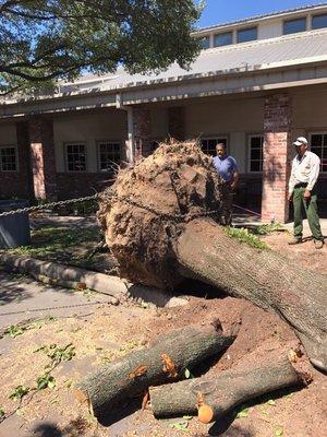 We successfully extracted the stump and root ball of a pear tree in order to replant a live oak in the same spot.