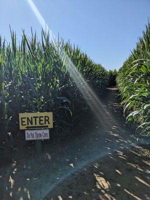 Corn maze