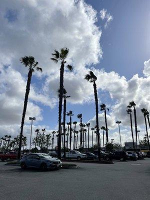 Pretty palm tree view when I walked out