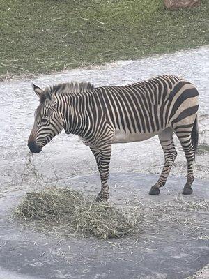 Zebra!