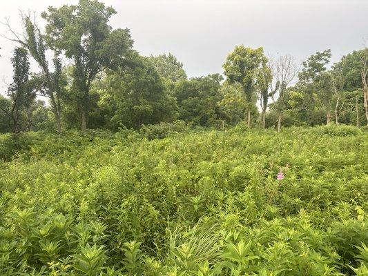 Foliage as far as the eye can see