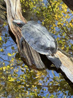 A beautiful autumn day at the Shell-ter.  Shelldon is catching some rays.