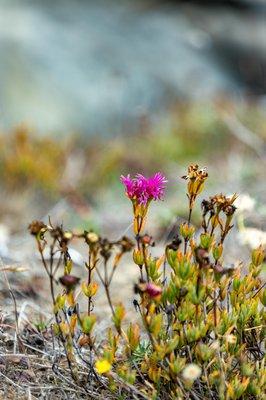 Mendocino Coast Botanical Gardens