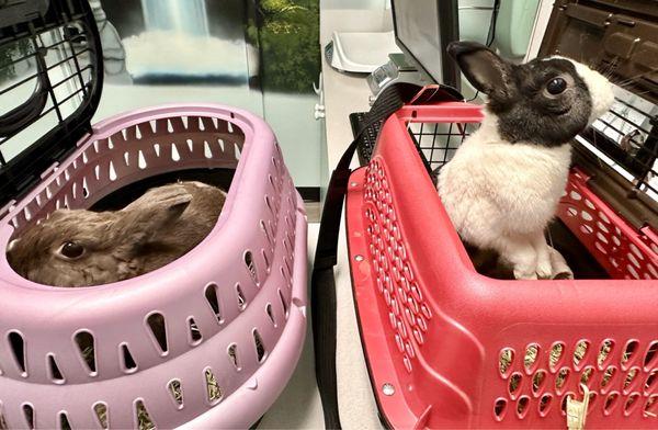 My bunnies in the exam room during their visit.