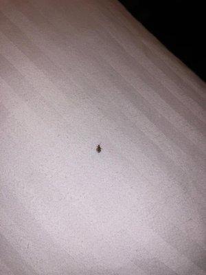 1st bed bug in the 1st room