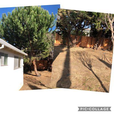 Tree leaning over the house, dropping pine needles everywhere. Gone!