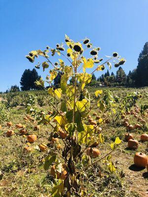 Autumnal Meditations & Celebrations - O'Halloran