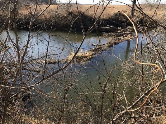 Awesome beaver dam backing water up 3 feet high