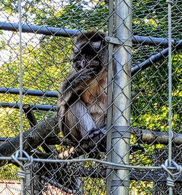 Primate at Wilderness Trails Zoo