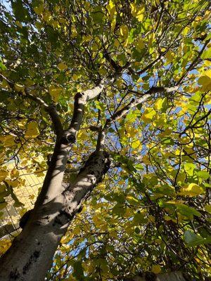 Back garden fig