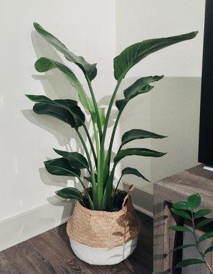 This was (is) my dream plant. When I first got it, Will helped me understand the leaves curling, and what natural maturation looked like.