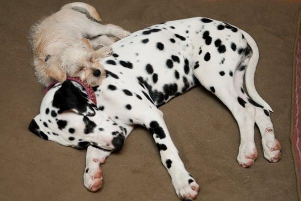 Puppy Nap - Molly & Storm