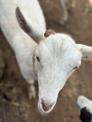 Surfing Goat Dairy