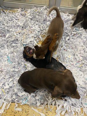 Dog grabbing other dog by neck