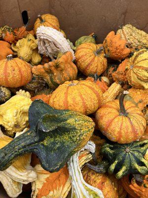 Gourds pricing ranges from $1.99 to $3.99 each. I purchased several to dress my parents gravesite.