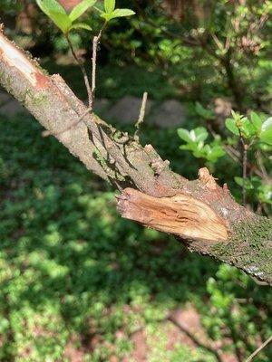 Broken azalea branch from fallen branch