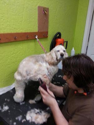 Cody getting his "every two week" grooming.  He is such a pro!!!  :-)