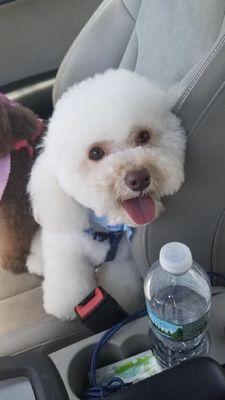 Apricot Mini Poodle