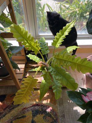 Another Philodendron beauty accompanied by Boo Radley.