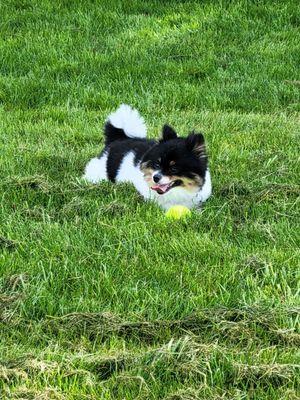 Kai..my Pom at Skinners Butte