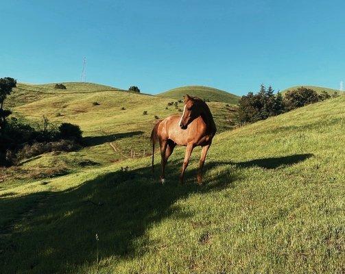 Lower Pasture in Spring