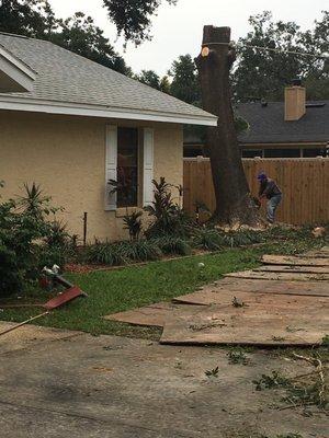 Nothing but trunk on large oak left