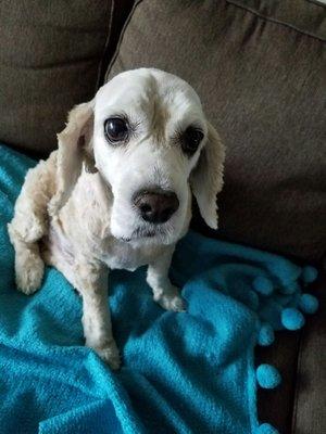 Casper loves everyone at Dog Grooming by Rachel!