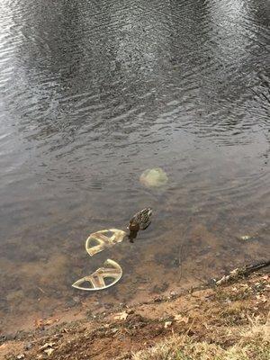 Underwater trash and a duck