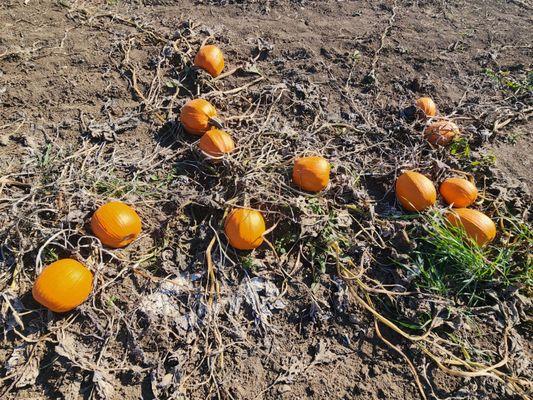 Barthel Fruit Farm