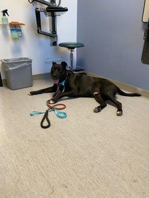 Max laying in one of the waiting rooms