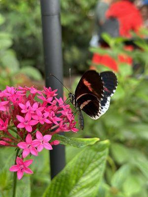 Butterfly exhibit