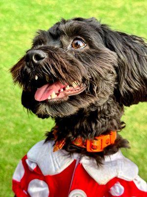 City Of Glendora Dog Park