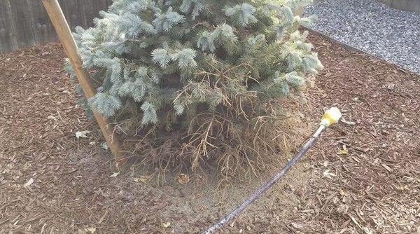 Mulch where rocks were quoted and dying tree which was initially quoted as a 6" tree but it was 3".