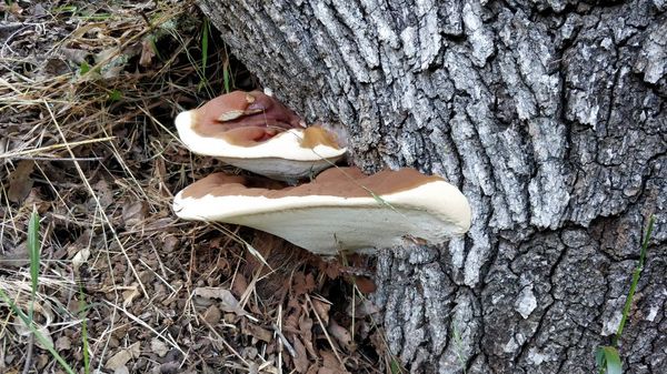 Ganoderma appalnatum: A root rotting pathogen that causes a slow decline of affected trees. No obvious symptoms until they fall over.