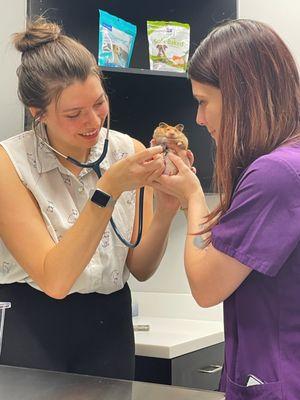 Our Nicole the hamster getting checked out by the wonderful Dr McBroom and Amy!!