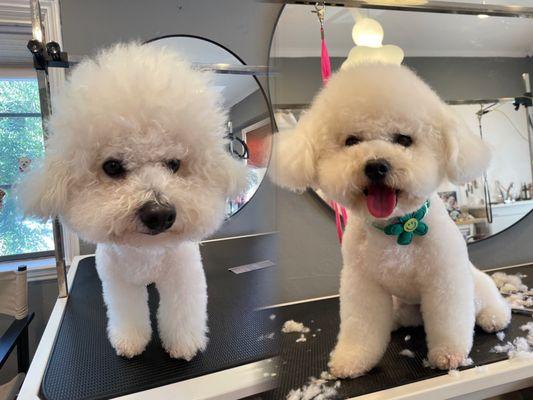 Bichon Frise